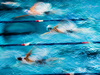 AVK GmbH Delivers Swiss Timing Swimming Equipment to Georgia